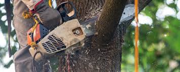 Best Tree Risk Assessment  in The Plains, OH