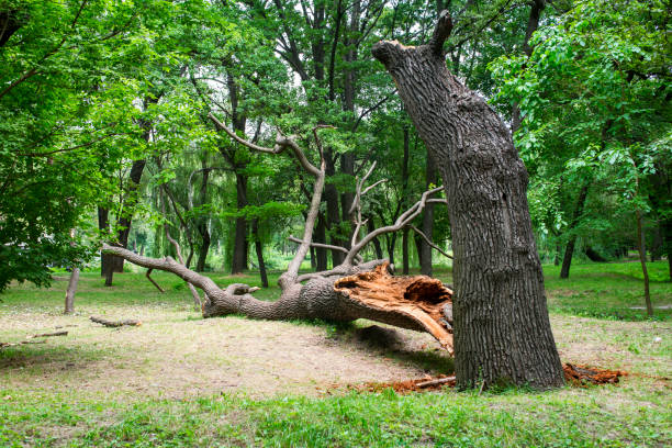 Best Seasonal Cleanup (Spring/Fall)  in The Plains, OH