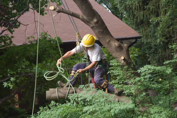 Best Palm Tree Trimming  in The Plains, OH