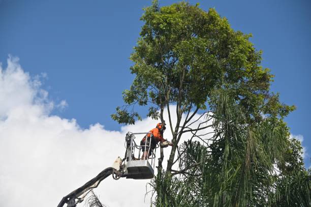 The Plains, OH Tree Services Company