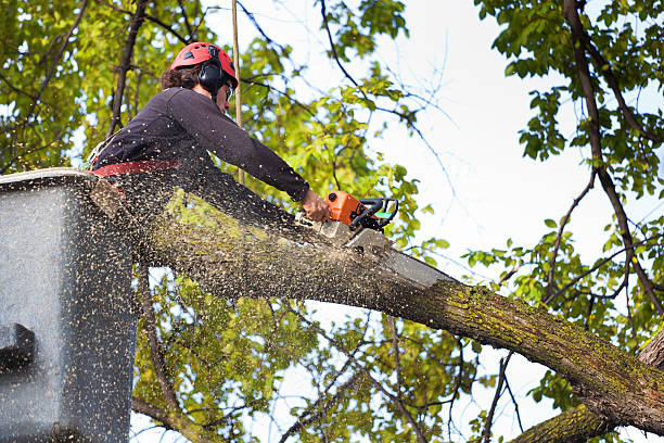 Best Tree Trimming and Pruning  in The Plains, OH