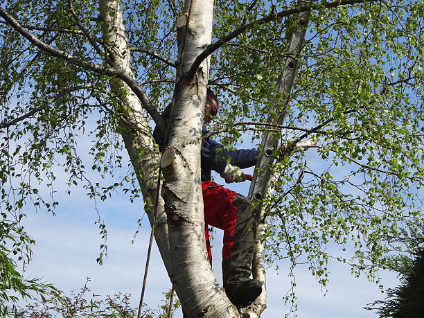 Best Tree Maintenance Programs  in The Plains, OH